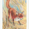 Common Fox.