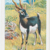Black Buck.