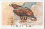 The Golden Eagle.
