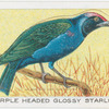 Purple Headed Glossy Starling.