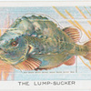The Lump Sucker.