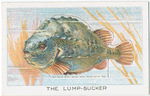 The Lump Sucker.