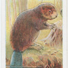 The Beaver.