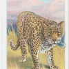 The Leopard.
