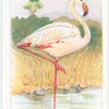 The Flamingo.