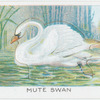 Mute Swan.