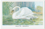 Mute Swan.