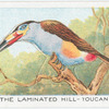 The Laminated Hill-Toucan.