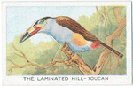 The Laminated Hill-Toucan.