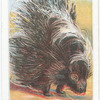 The Porcupine.