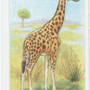 The Giraffe.