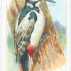 The Great Spotted Woodpecker.