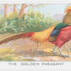 The Golden Pheasant.