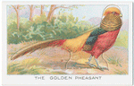 The Golden Pheasant.