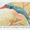 The Black-Cheeked Kingfisher.