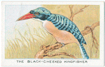 The Black-Cheeked Kingfisher.