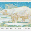 The Polar or White Bear.