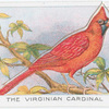 The Virginian Cardinal.