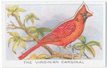 The Virginian Cardinal.