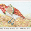 The King Bird of Paradise.