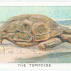 The Tortoise.