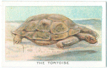 The Tortoise.