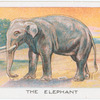 The Elephant.
