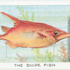 The Snipe Fish.