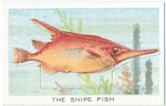 The Snipe Fish.