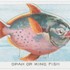 Opah or King Fish.