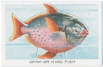 Opah or King Fish.