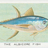 The Albicore Fish.