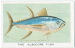 The Albicore Fish.