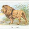 The Lion.