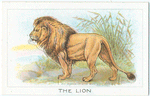 The Lion.