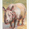 The Rhinoceros.