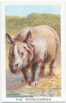 The Rhinoceros.