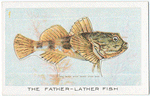 The Father-Lather Fish.