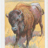 The Bison.