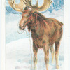 The Elk.