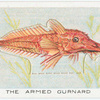 The Armed Gurnard.