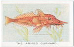 The Armed Gurnard.