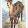 The Chamois.