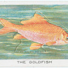 The Goldfish.
