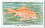 The Goldfish.