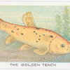 The Golden Tench.