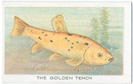 The Golden Tench.