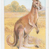 The Kangaroo.