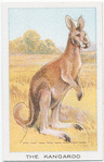 The Kangaroo.