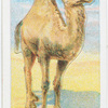 The Arabian Camel.